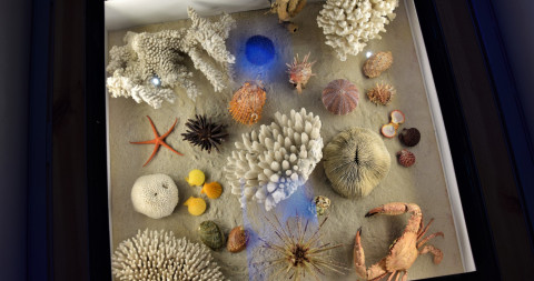 Een collectiekast met mineralen uit de nieuwe expo Zee in Zicht