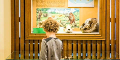 Een jongen bekijkt de fossielen in de museumzaal over prehistorische zoogdieren
