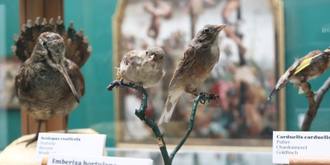 Opgezette vogels in een museumzaal van het MSK