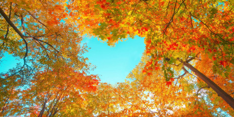 bomen tonen tussen het herfstlover een hart van warmte