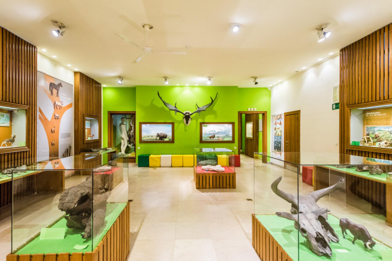 Tentoonstelling over fossielen uit de Nieuwe Tijd in De wereld van Kina: het Huis