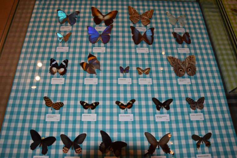 Foto van de collectie vlinders in Zapland