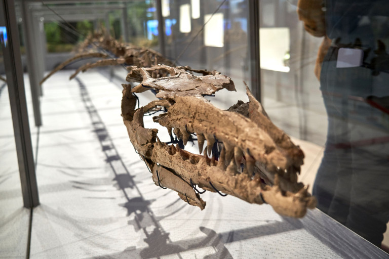 Het skelet van de mosasaurus in Dinorama