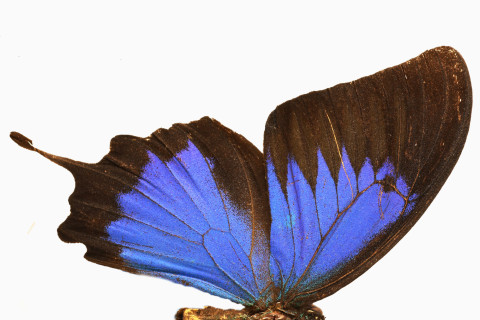 Detailfoto van een vlindervleugel