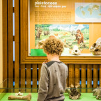 Een jongen bekijkt de fossielen in de museumzaal over prehistorische zoogdieren