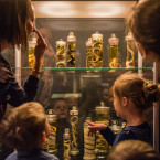 Een gezin bekijkt de collectie dieren in alcohol