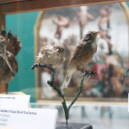 Opgezette vogels in een museumzaal van het MSK